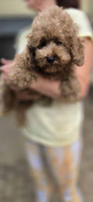 Cavapoo / chłopczyk f1b