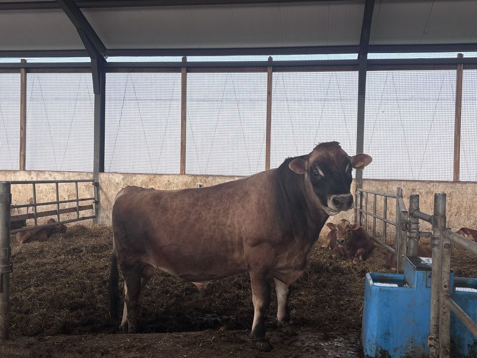 Продам бичок Джерсейської породи на племʼя,  100% Джерсейська порода