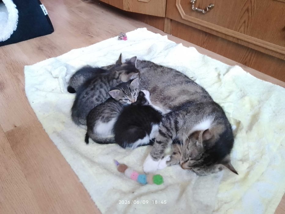 kocięta, dwa chłopczyki i dwie dziewczynki