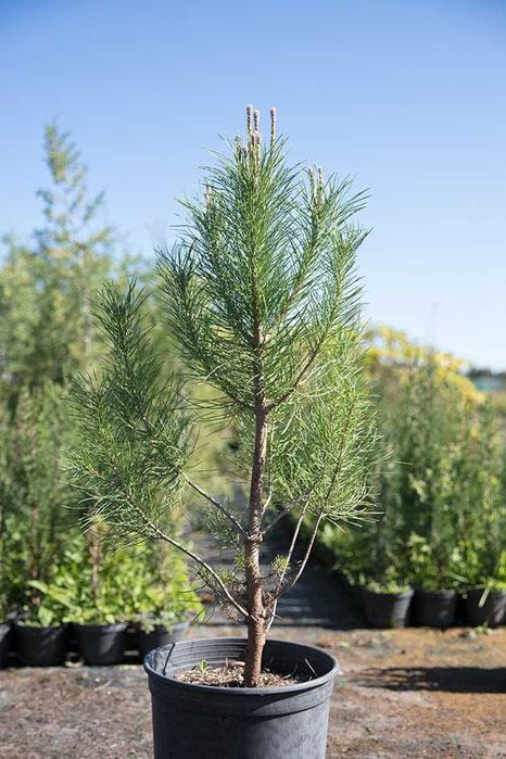 Pinheiros-mansos para venda