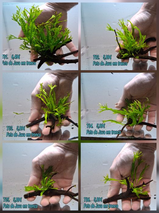 Fetos /Feto de Java em tronco pequeno (10cm) (Aquário Plantas)