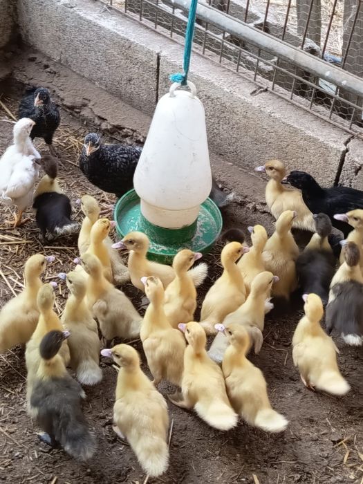 Patos mudos raça grande