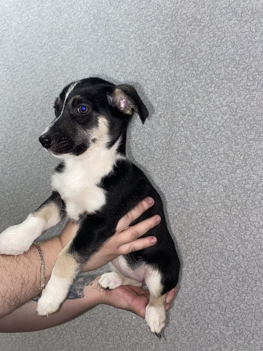 Цуценята безкоштовно, шукають дім, в добрі руки