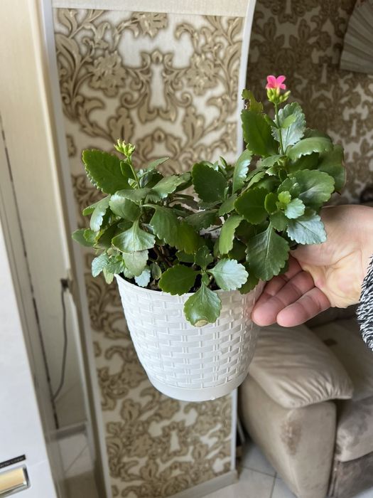 Каланхое Блоссфельда (Kalanchoe blossfeldiana)