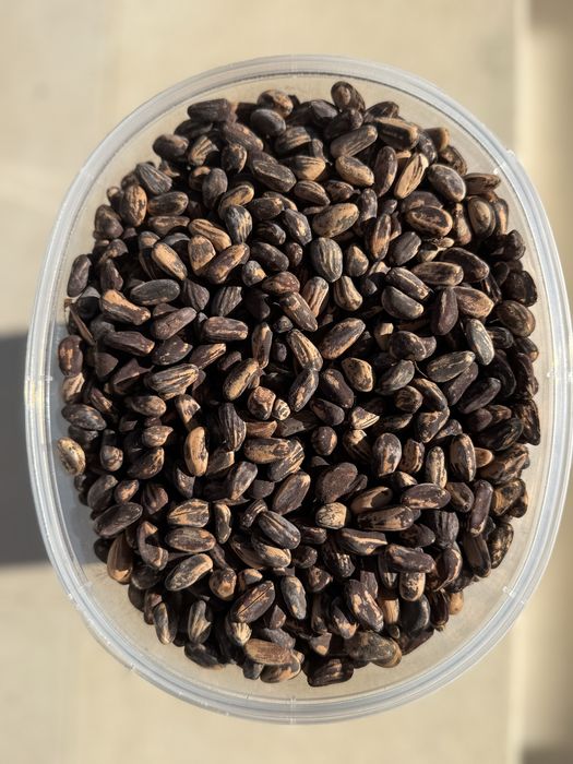 Pinhões com casca de Pinheiro-Manso | Sacos 1 kg | Promo 3 sacos = 25€