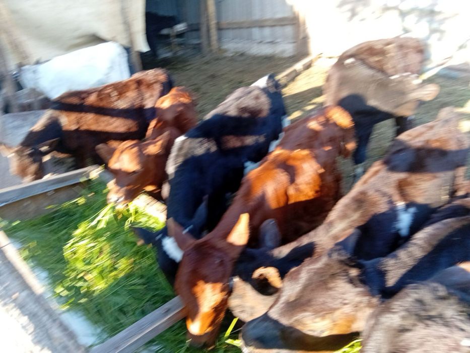 Продам десять  телят разного возраста