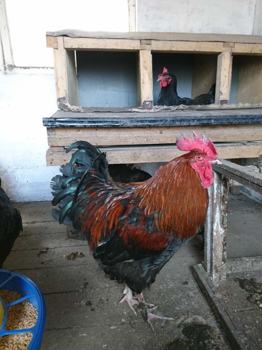 Інкубаційне яйце мідного марана