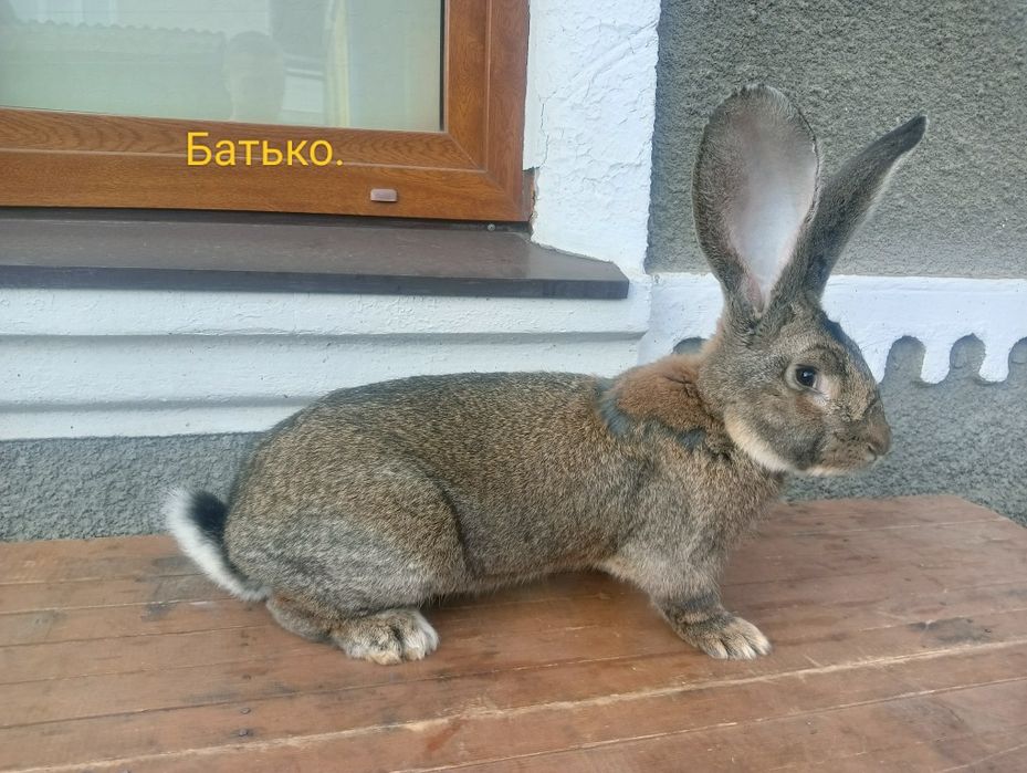 Фландер Бельгійський велетень