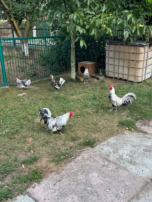 Продаються молоді гамбурзькі кури