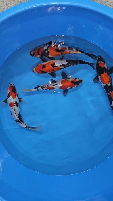 Carpas Koi - Doitsu Showa