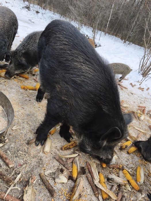 Продам робочого кнура