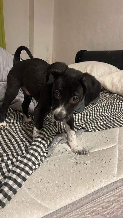 Lindo macho, porte médio!