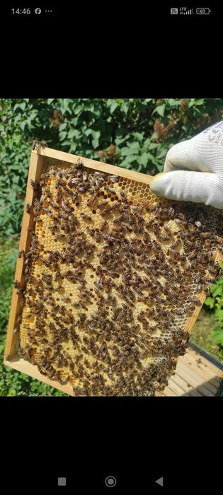 Odkłady pszczele sprzedam