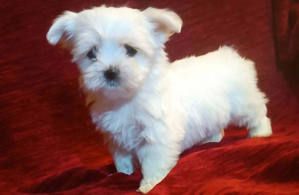 Bichon maltês disponível