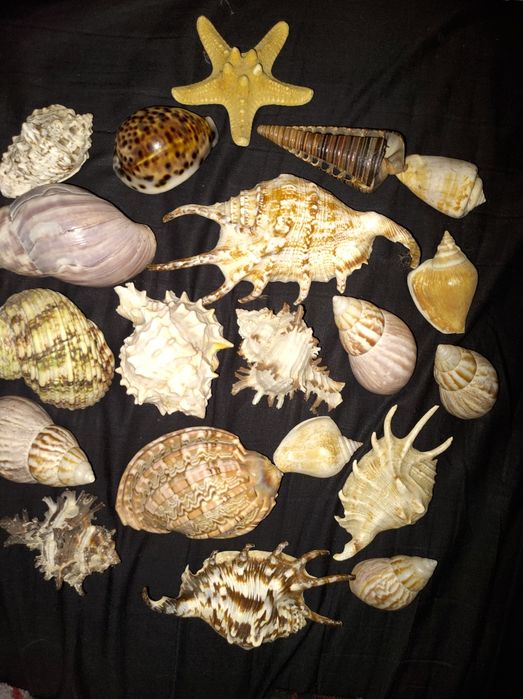 Набор ракушек,раковин,мушлей