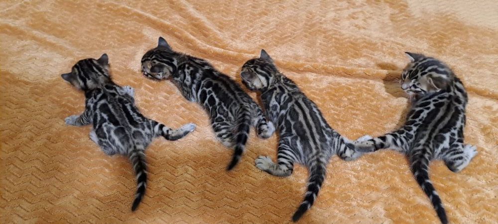 Бенгальские коты