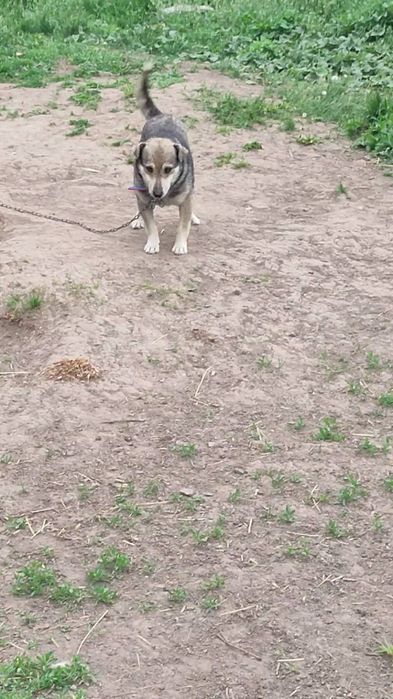 Собачка для двору