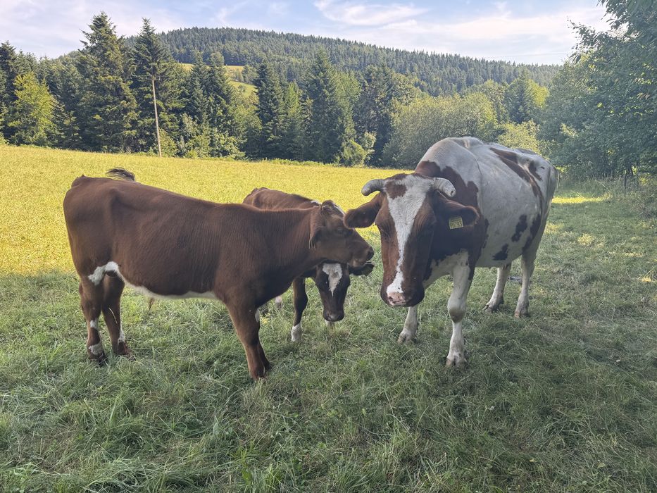 Sprzedam krowe z cieketami
