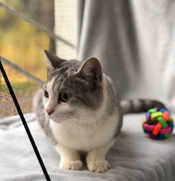 Котик 1,5 года в семью бесплатно