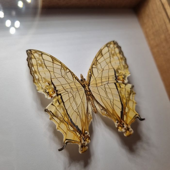 MOTYL SPREPAROWANY - Cyrestis thyodamas chinensis