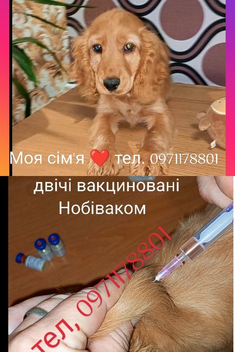 Літо іде подарунок несе чистокровна анг. кокер-спанієль