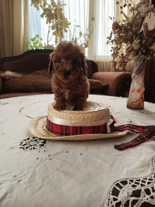 Цуценята той пудель с документами КСУ