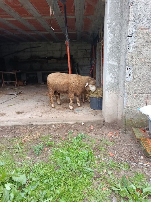 Borregos cruzados de Ile France