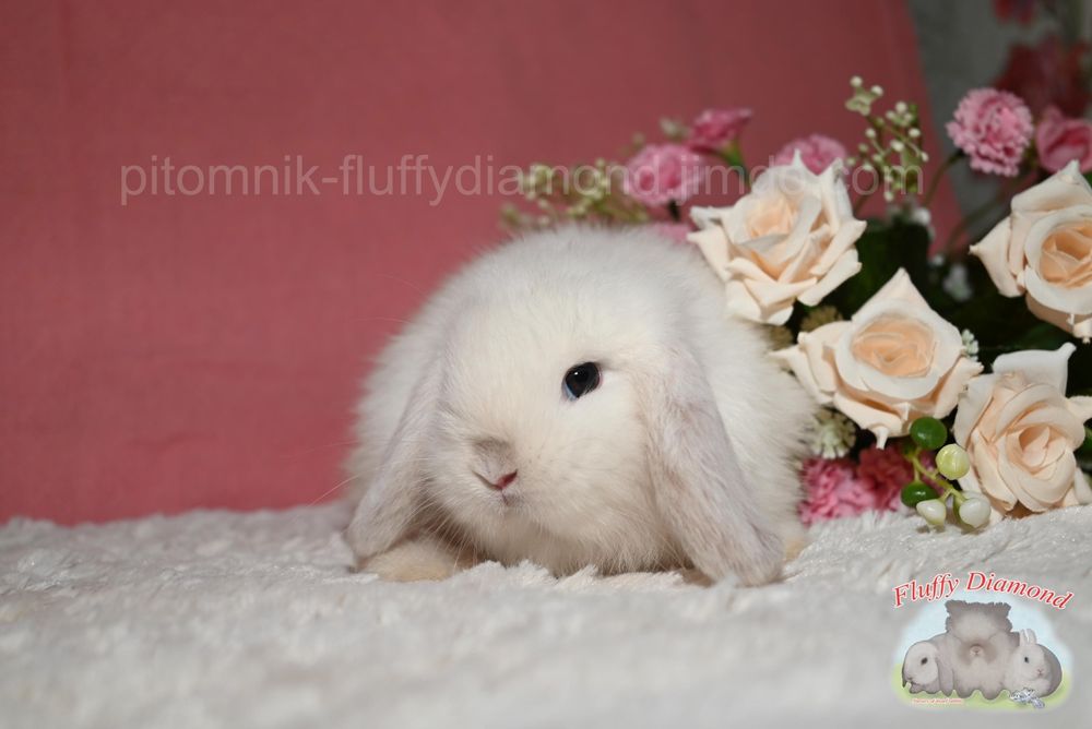 Висловухі кролики редкісного забарвлення! Кролик з розплідника!