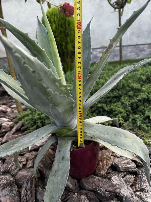 Блакитна агава