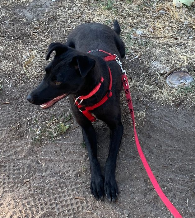 Безкоштовно , в добрі руки!!! Шукає родину тендітна крихітка