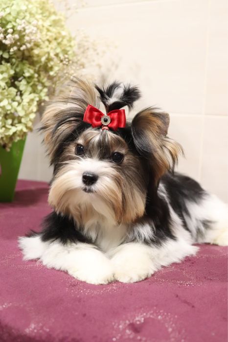 Цуценя бівер мініатюрна дівчинка