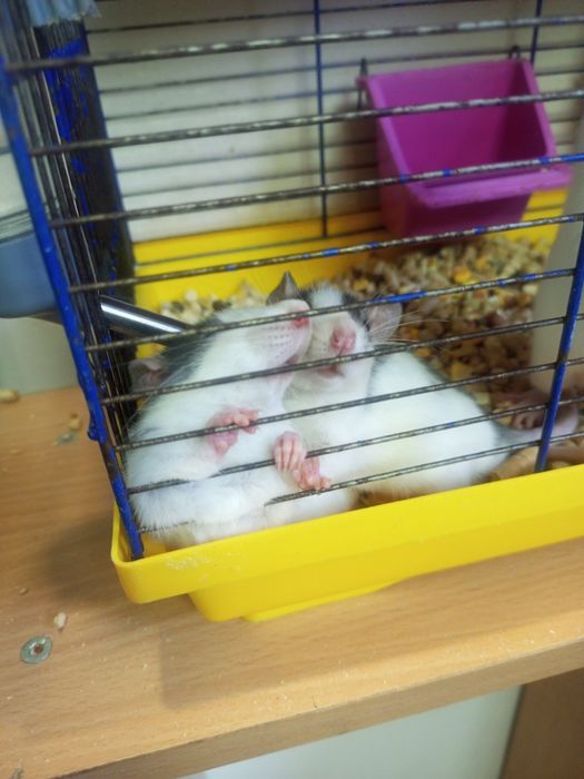 Декоративні щурики