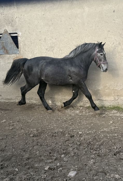 Sprzedam 2 letniego ogiera