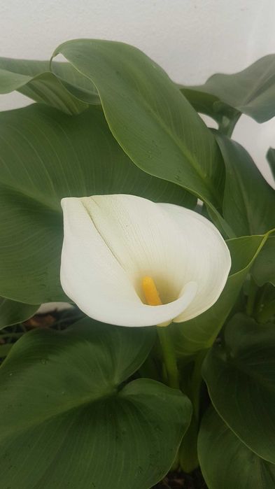 Planta jarro branco lirio calla, zantedeshia