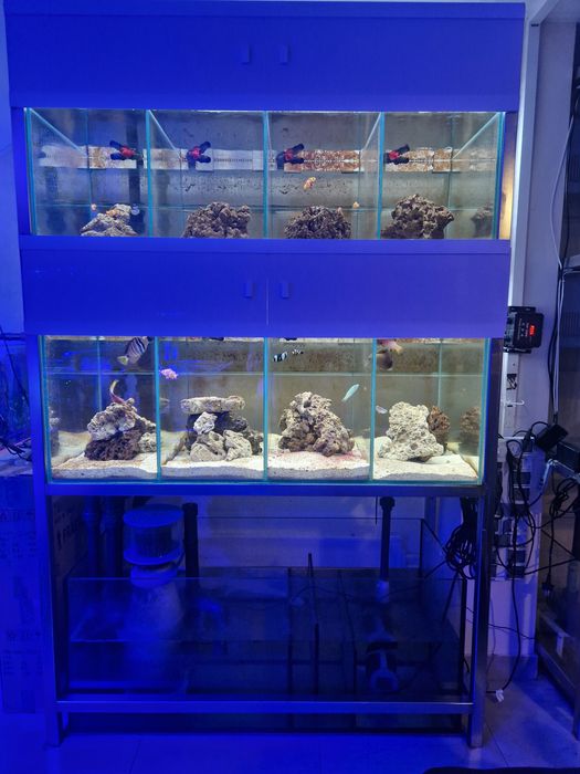 Regał akwarystyczny morski, akwaria 830l