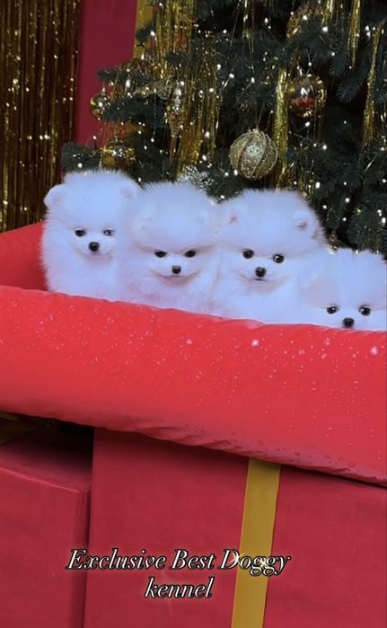 Шик і ексклюзив - VIP лакшері сегмент - цуценята померанські шпіци !