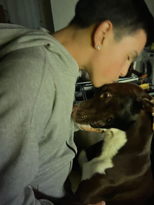 Cãozinho dócil para adoção