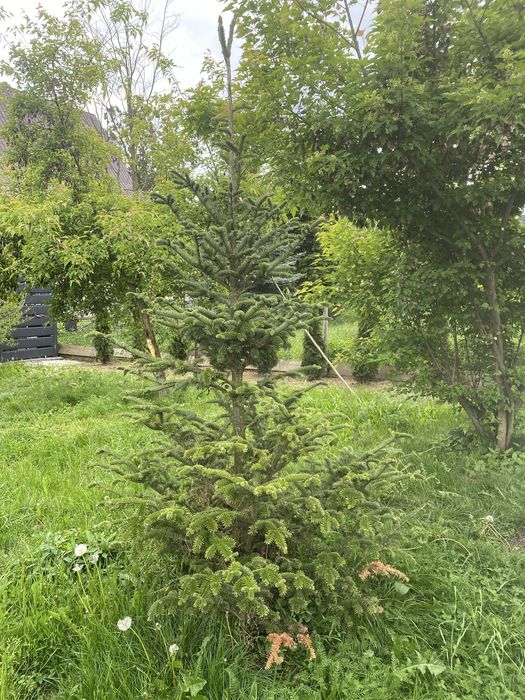 Świerk serbski (Picea omorika)