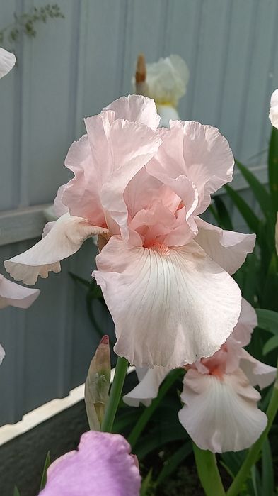 Ірис високорослий ніжнокораловий квіти рослини півник