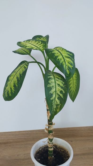 Дефінбахія прекрасна