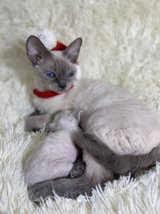 У нас самые красивые и умные котята, родители выставочные!