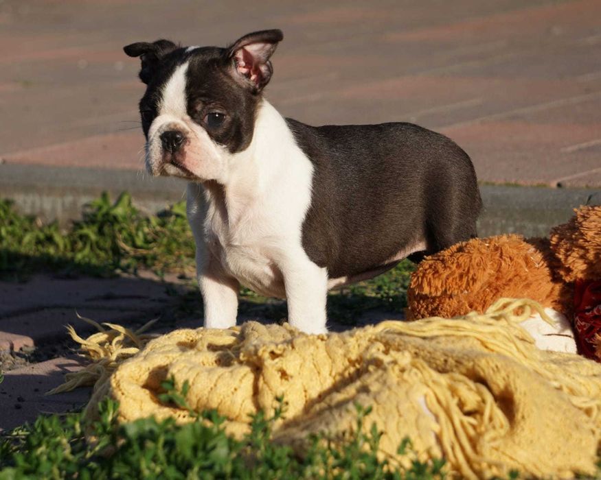Suczka Boston Terrier - ZKwP/FCI o/Wrocław