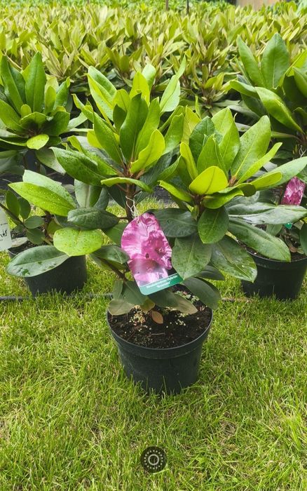 Rhododendron Różanecznik