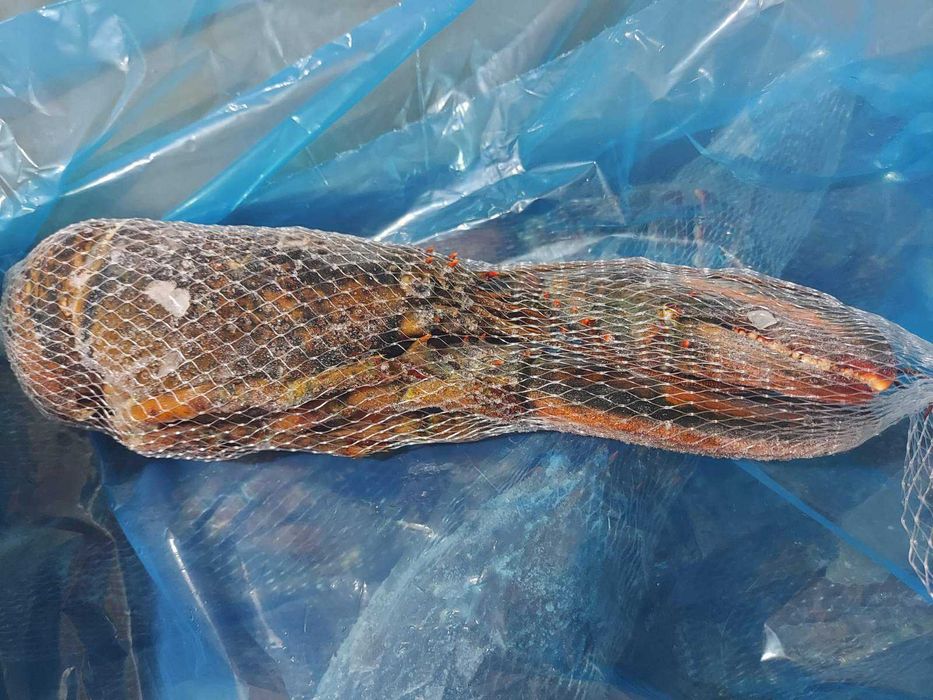 Лобстер (Омар) свіжо-морожений (450-1300 г). Ціна за 1кг