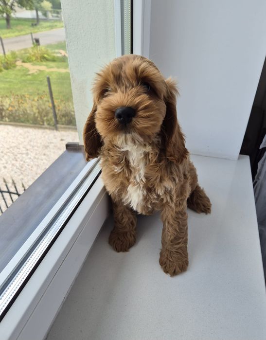 Cockapoo f1 Cockerspaniel & Pudel