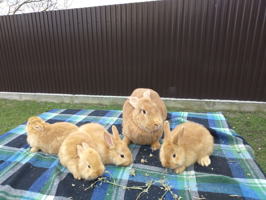 Кролик Бургунець