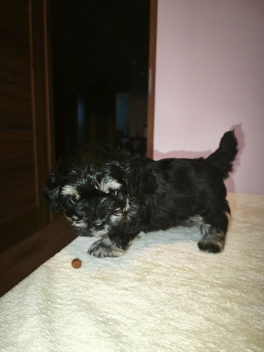 Pudel Toy + Hawańczyk (Havapoo)