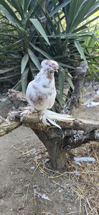 Pombos cambalhota,  tambores da bulgária , gravatinhas e  cabeleiras