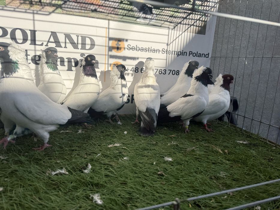 Gołębie. Zakonniki. Zakonnik. Możliwy transport