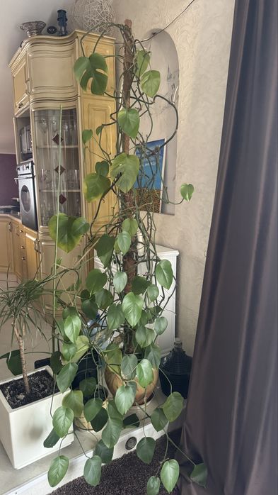 Монстера делікатесна